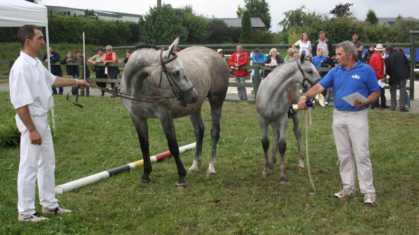 De Open Studbooks-fokkerijwedstrijd voor sportpaarden in Libramont is een venster op de toekomst in een uniek kader.