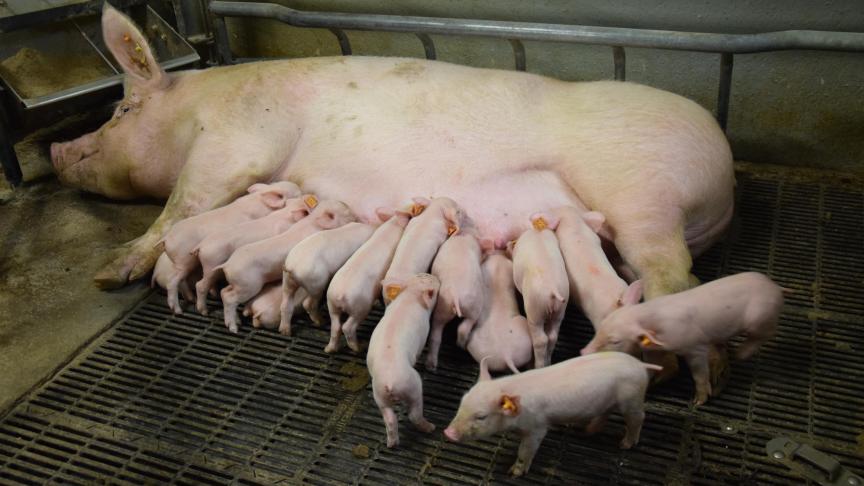 Voor het eerst sinds 1979 zijn er minder dan 10 miljoen varkens in Nederland.