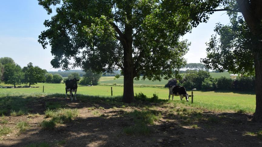 Airkoe dient om landbouwers aan te sporen om beschutting te voorzien, niet via het kris kras neerplanten van betonnen hokken maar via de aanplanting van natuurlijke beschutting.