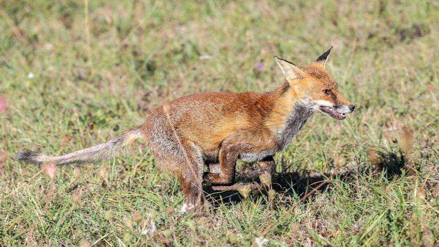 Hubertus Vereniging Vlaanderen (HVV) pleit voor meer mogelijkheden tot ingrijpen bij overlast door wildsoorten zoals kraaiachtigen en vossen.