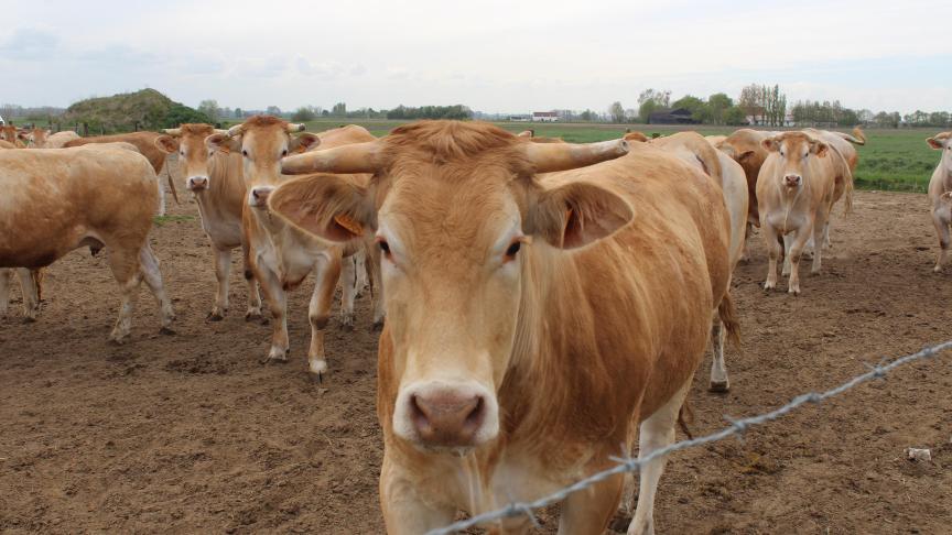 Recent zijn in het Verenigd Koninkrijk 4 gevallen van blauwtong (serotype 3) en 2 gevallen van vogelgriep vastgesteld.