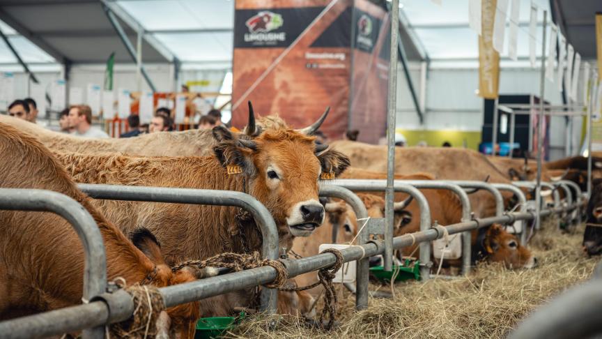 Elk jaar verwelkomt de Sommet de l’Élevage het beste van de Franse en Europese veefokkerij in Clermont-Ferrand.