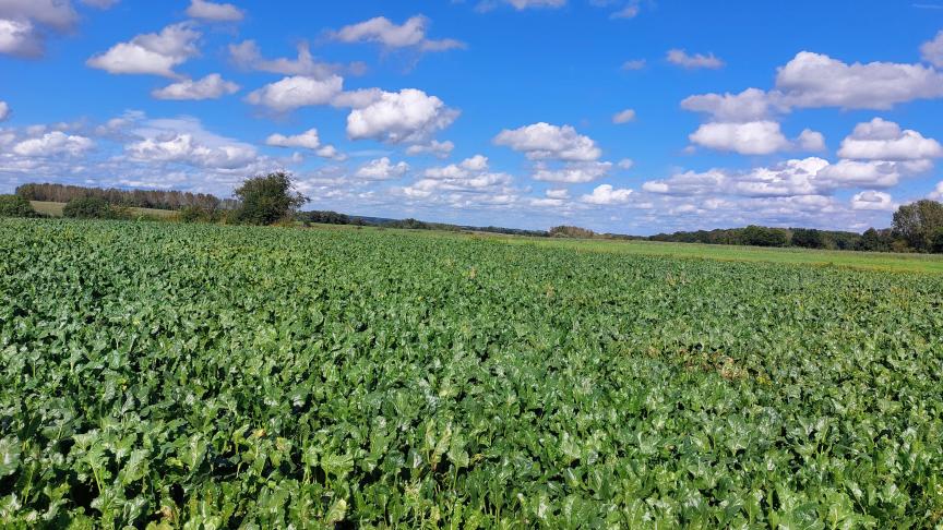 Cercospora ontwikkelt zich momenteel maar beperkt verder in bietenvelden.