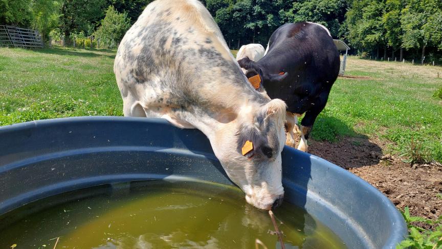 Drinken uit stilstaand water kan een risico inhouden op besmetting met blauwalgen.