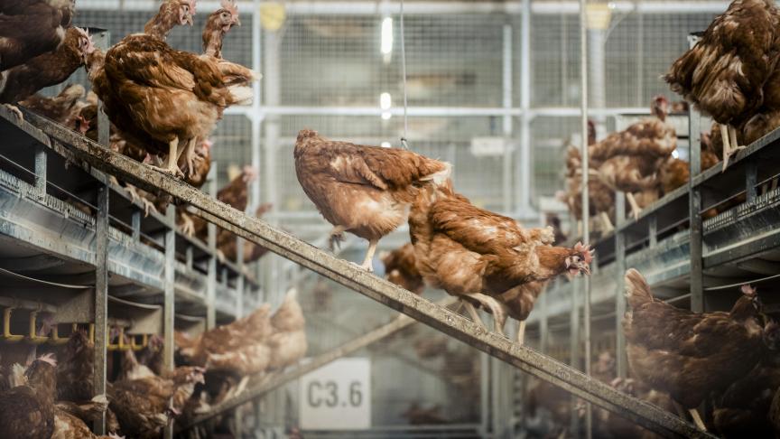 Deelnemende pluimveehouders kunnen in het project onder meer hun eigen managementpraktijken vergelijken met die van hun Europese collega’s.