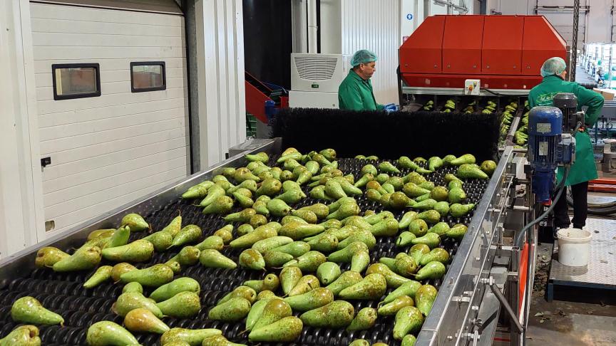 Dit jaar zullen de Belgische fruittelers naar verwachting 32% meer peren en 20% meer appelen produceren dan vorig jaar.