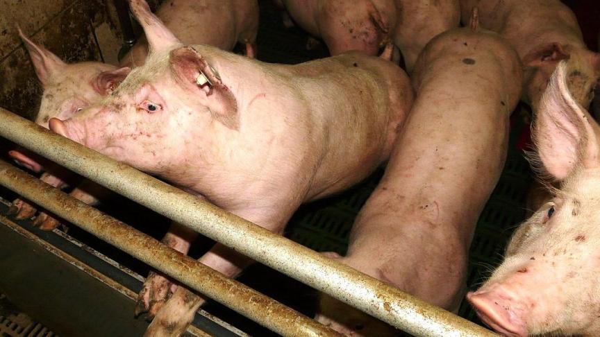 Het EMA geeft een positief advies voor de goedkeuring van een vaccin om varkens te beschermen tegen varkensdysenterie