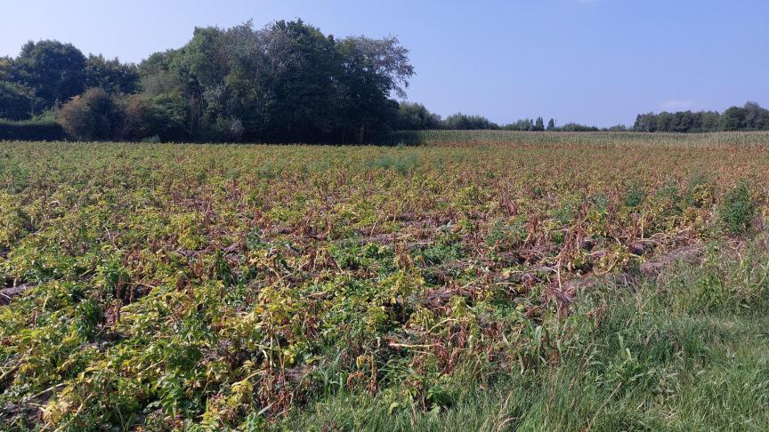 Deze week is er geen Belgapomnotering voor vroege aardappelen wegens een gebrek aan transacties.