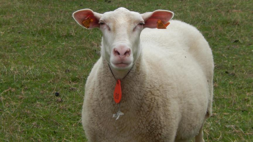 Het Belgisch melkschaap geeft veel melk en is zeer vruchtbaar.