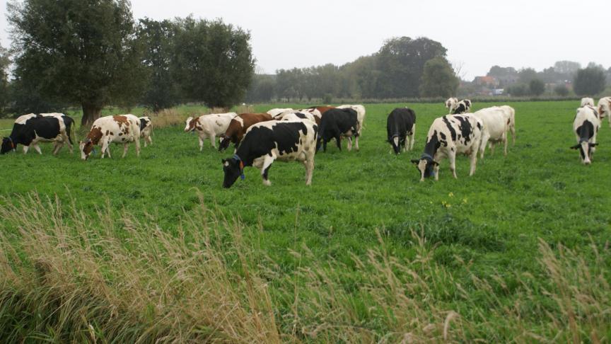 Door middel van beweiding kan je (deels) je ammoniakuitstoot onder het uitstootplafond (de PAS-referentie 2030) van je bedrijf krijgen.
