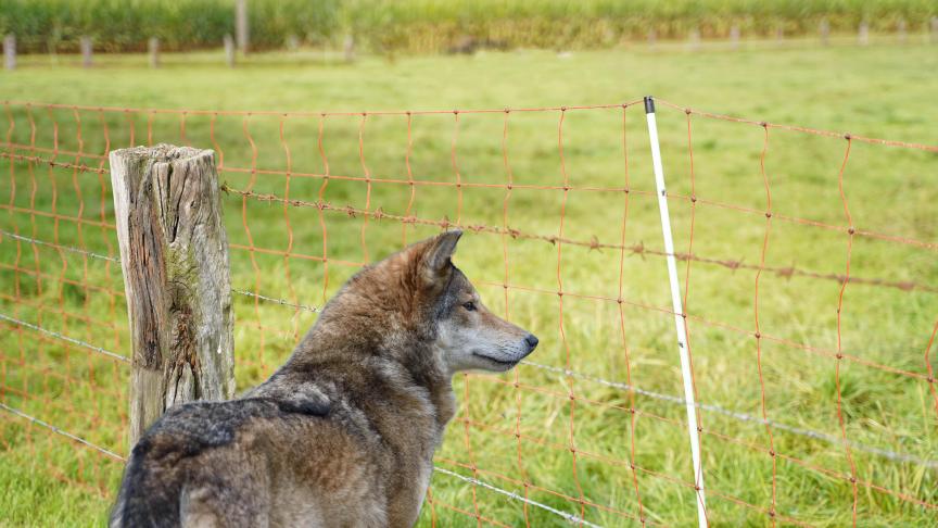 Het is en blijft een uitdaging om onze regio in de toekomst met de wolf te delen.