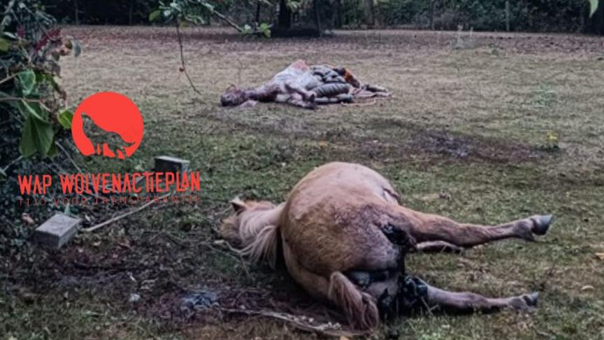 Vermoedelijk een wolf heeft dinsdag 26 augustus in de vooravond weer toegeslagen in in Meeuwen (Oudsbergen), waar 2 pony's zijn doodgebeten.