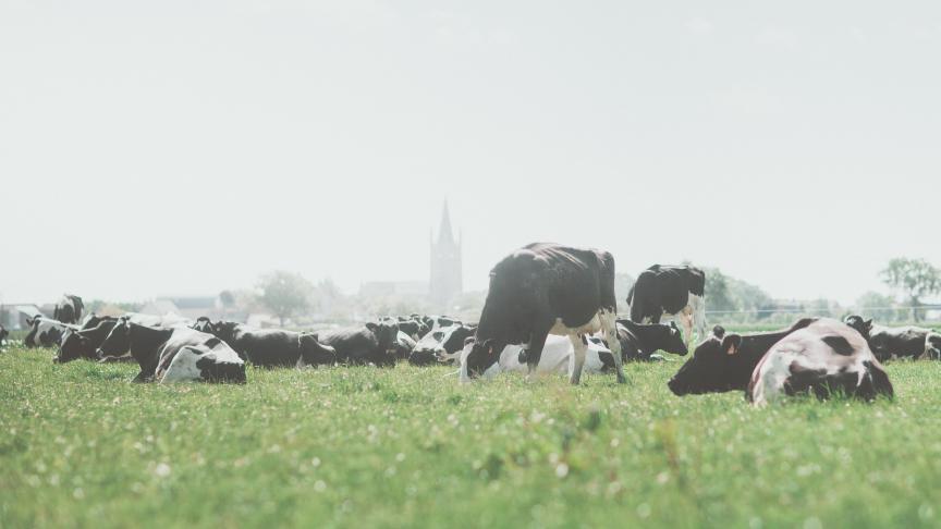 Je hebt voor hetzelfde aantal dieren meer grond nodig in biologische dan in gangbare melkveehouderij.
