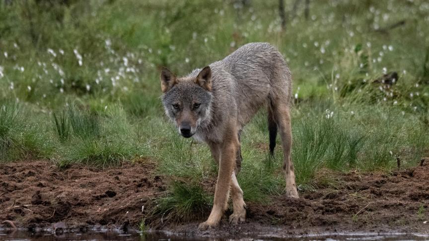 De Landelijke Beweging (Boerenbond, Landelijke Rijverenigingen (LRV), Landelijke Gilden, KLJ, FERM en Groene Kring) dringen aan op meer concrete maatregelen om het veiligheidsgevoel op het Vlaamse platteland te garanderen nu de aanvallen van de wolf blijven toenemen.