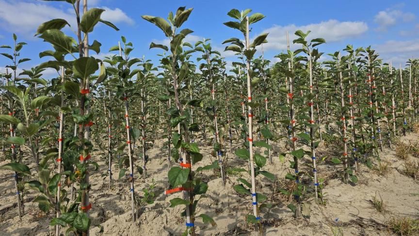 Door gebruik te maken van een onderstam hebben alle bomen van hetzelfde ras een vergelijkbare groeikracht. Dat is een enorm voordeel voor professionele fruittelers.