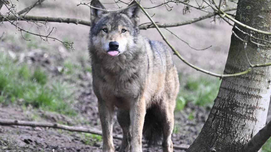 Jan Loos van de vzw Welkom Wolf gaat een klacht indienen wegens doodsbedreigingen.