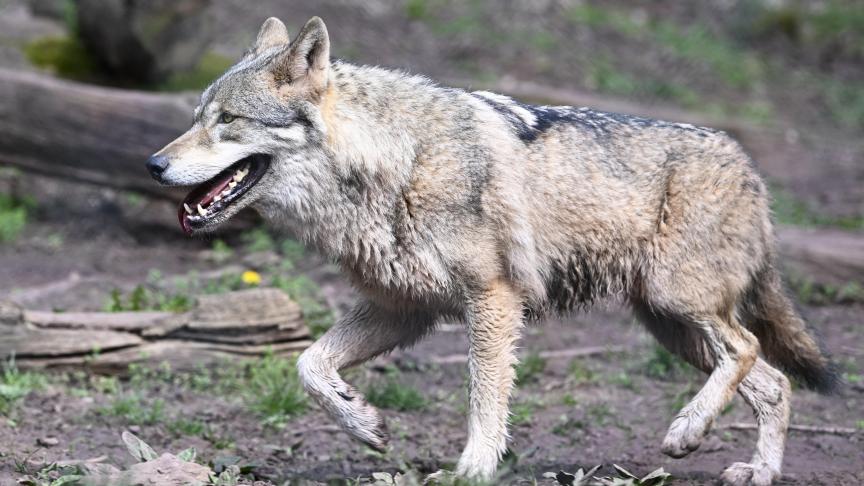 Volgens de organisatoren van de mars op het Natuurhulpcentrum in Oudsbergen, ‘maken die iedereen wijs dat de wolf geen probleem geeft’.