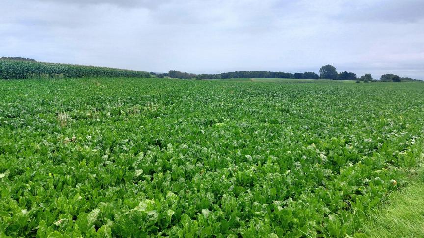 Op sommige percelen is de aantasting door Cercospora de laatste week van augustus sterk toegenomen.