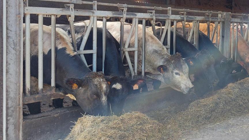 Volgens het marktbericht van Coevia op 2 september stijgen de prijzen voor BWB-koeien, voor kalveren en stieren blijven ze stabiel.