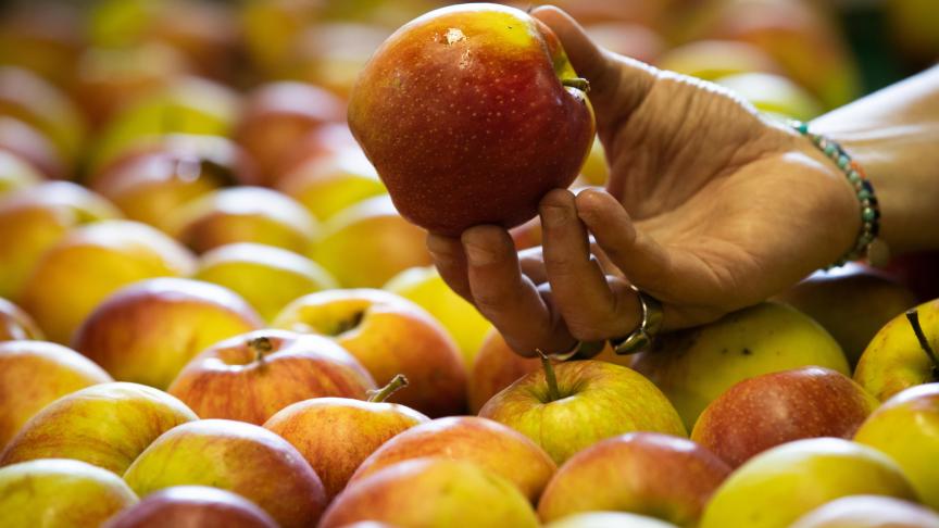 De productie van appels in de EU was vorig jaar 4% lager dan in 2023.