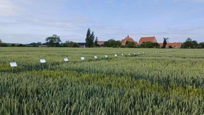 Het LCG beproefde 31 rassen wintertarwe in het seizoen 2024 - 2025.