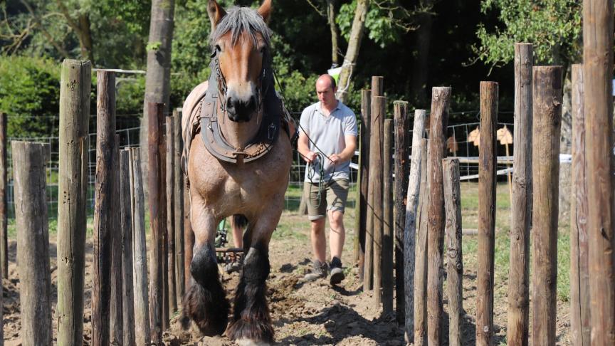 Thomas Callebaut demonstreert het werk in de hopteelt met de zelfgefokte Sjarel van het Bruggeveld.