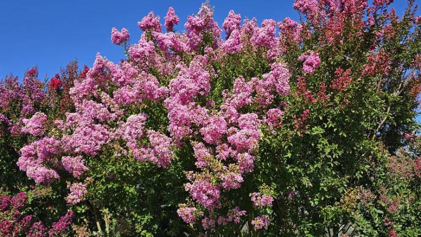 Niet alleen zijn uitbundige bloei, maar ook zijn groeiwijze en zijn opvallende bast in de winter maken van de lagerstroemia of Indische sering een aanwinst voor de tuin.