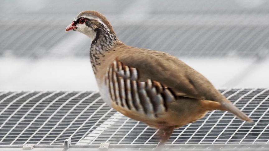 Vogelbescherming Vlaanderen hekelt incorrecte patrijzentellingen.