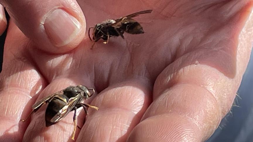 Tijdens de Insectenzomer, de jaarlijkse campagne van Natuurpunt die loopt van 1 juni tot en met 31 augustus, werden dit jaar een recordaantal van 2,2 miljoen insecten gemeld.