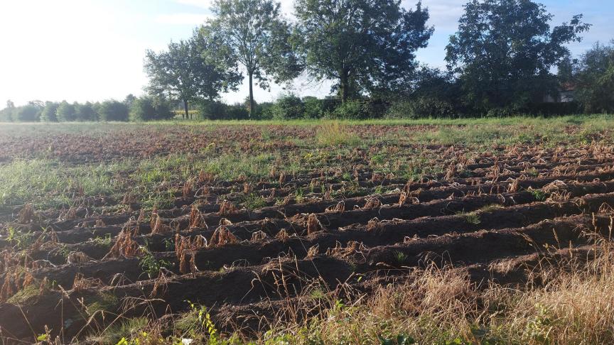 Deze week is er opnieuw geen Belgapomnotering voor vroege aardappelen wegens een gebrek aan transacties.