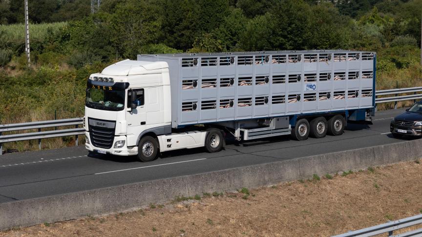 Vlaams minister van Dierenwelzijn Ben Weyts (N-VA)heeft voor het eerstde vergunning van een transportbedrijf voor dieren ingetrokken.