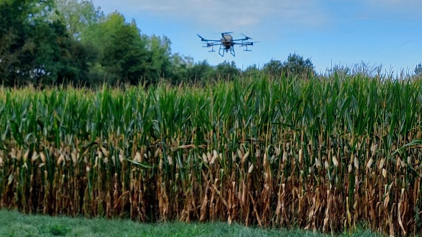 In Heist-op-den-Berg werd een groenbedekker uitgezaaid met een drone boven ongeoogste maïs.