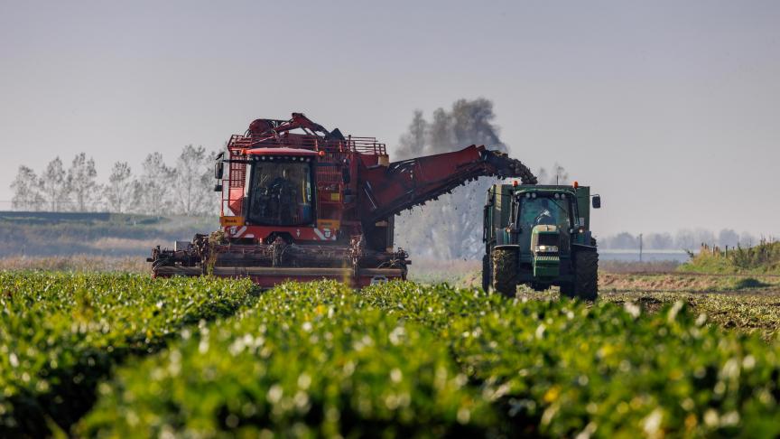 In Nederland startte Cosun Beet Company op 8 september de suikerbietencampagne.