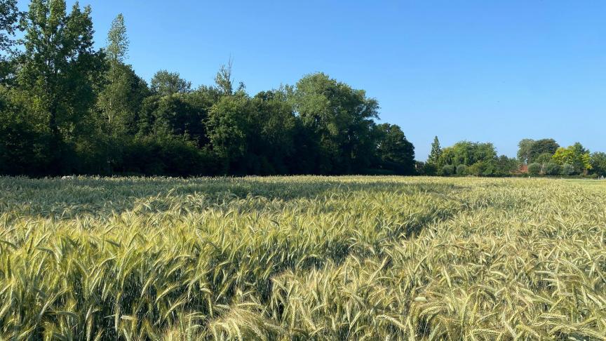 Het LCG voerde een rassenproef met 8 triticalesoorten en 4 rassen hybride rogge.