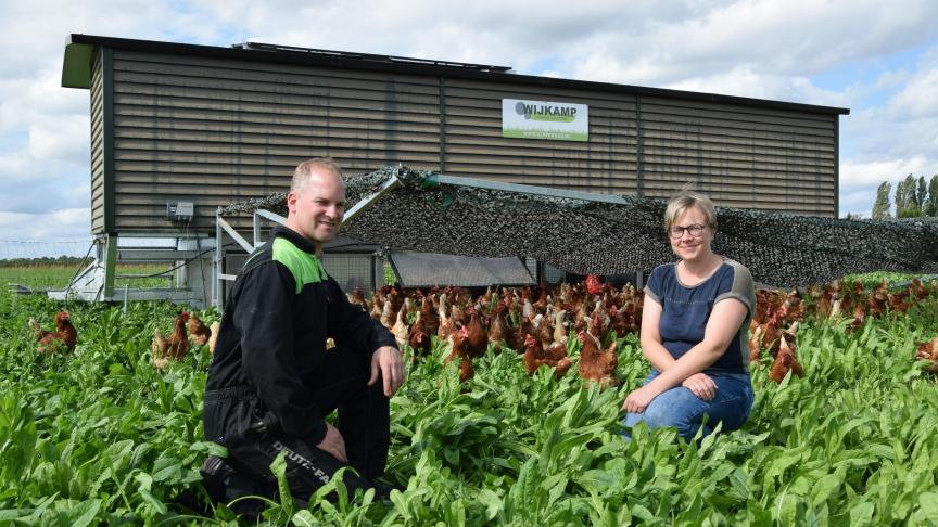 De kippen van Nick Jacobs en Lotte Renders scharrelen tussen de cichorei van het kruidenrijke grasland, dat er nog mooi groen bijstaat ondanks de droogte van de afgelopen zomer.