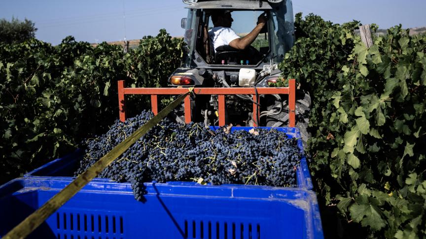 Italiaanse wijnbouwers zouden dit jaar naar verwachting 47 miljoen hl wijn en druivenmost produceren.