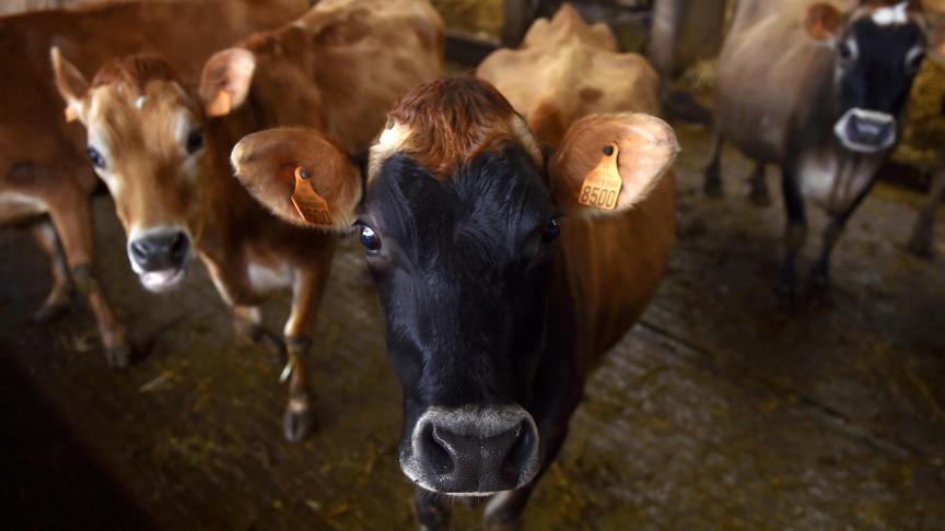 De focus van het project ligt dit jaar onder andere op markten die weer groeien, zoals de biologische zuivel.