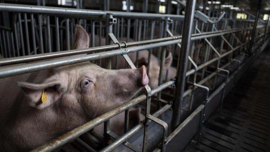 De branche-organisatie voor de Belgische varkenshouderij Pork.be vraagt een snelle verduidelijking van de praktische gevolgen van de Chinese heffingen en een sterk en solidair Europees optreden om de varkensexport te vrijwaren.