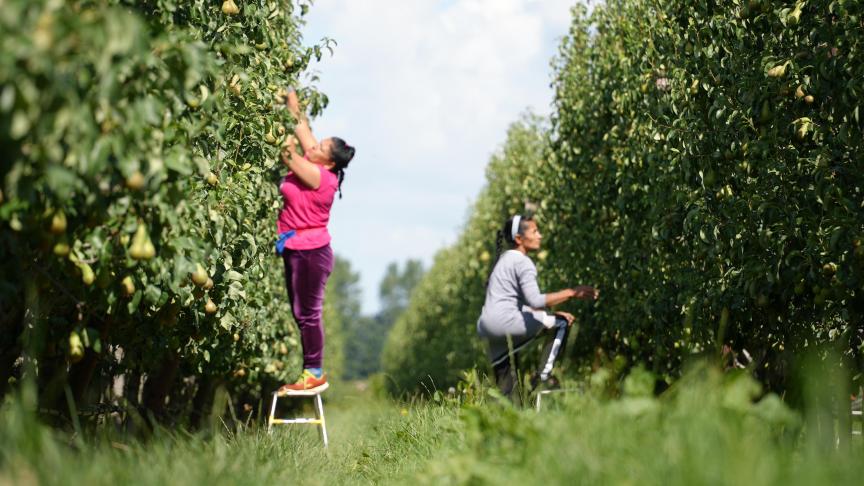 Vooral fruit- en groententelers maken gebruik van het stelsel voor gelegenheidswerk.