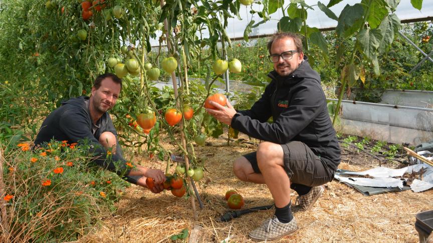 Willem (links) en Dirk bij hun Coeur de Boeuf-tomaten, die ze in een tunnel telen. Daarmee willen ze zich onderscheiden van de traditionele tomatenteelt in serres.