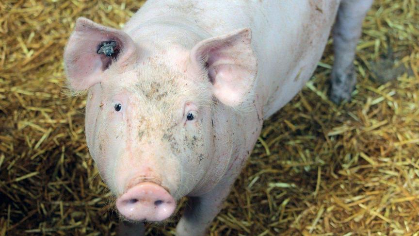 Duitsland stopt vervroegd met de financiering van de bouw van diervriendelijke varkensstallen via een afzonderlijk mechanisme omdat dit niet de gewenste impuls heeft gegeven.