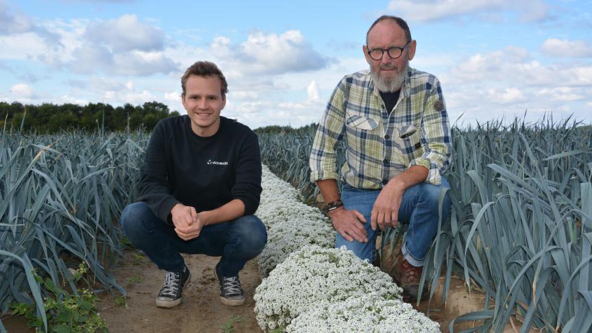 Jan Buyssens, onderzoeker openluchtgroenten bij Viaverda, en preiteler Willem Vercruysse bij de ’Lobularia maritima’, die nuttige insecten zoals roofwantsen aantrekt.