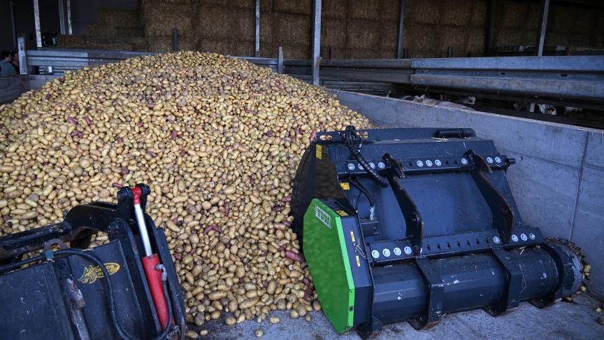 Door de lage prijzen op de vrije markt worden aardappelen ingezet als voer.