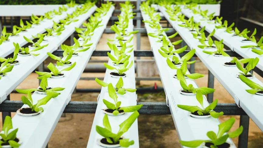AEP-Pulse ontwikkelt een nieuw productiemodeldat aquacultuur, insectenteelt en tuinbouw combineert in 1 circulair systeem.
