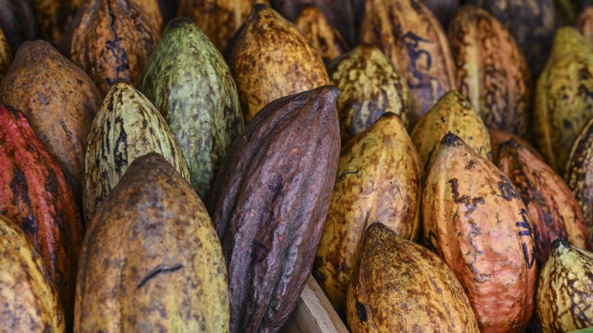 Door de betere oogsten zal er een einde komen aan de cocoa-crisis.
