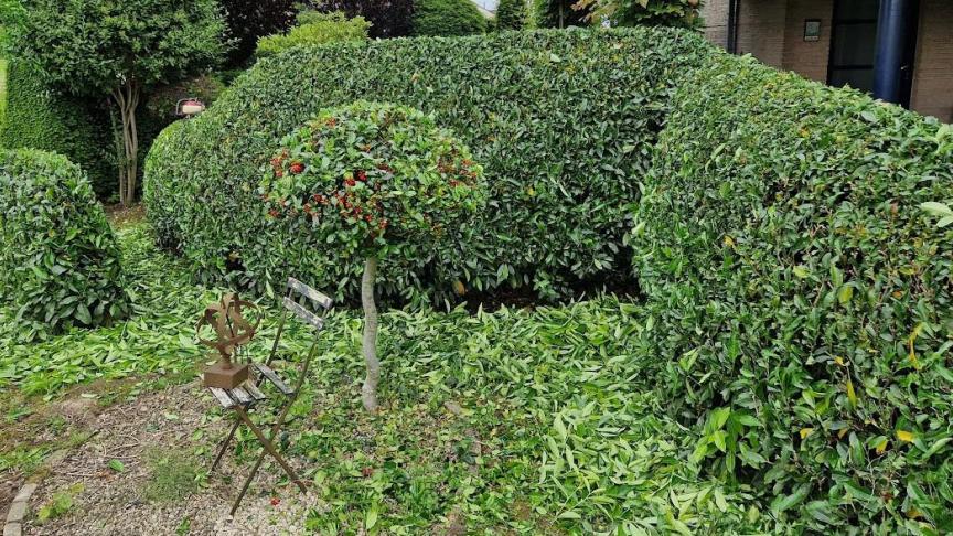De wat trager groeiende Prunus laurocerasus-cultivars, hier ‘Van Nes’, zijn met 1 jaarlijkse scheerbeurt mooi in vorm te houden.