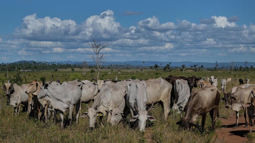 Vlees van Braziliaanse runderen die grazen op land waar landbouw verboden is, komt op de Europese markt.