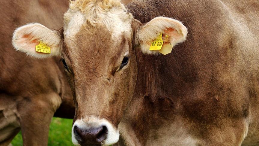 In Frankrijk is een uitbraak van nodulaire dermatose vastgesteld in de gemeente Saint-Laurent-de-Chamousset in het departement Rhône.