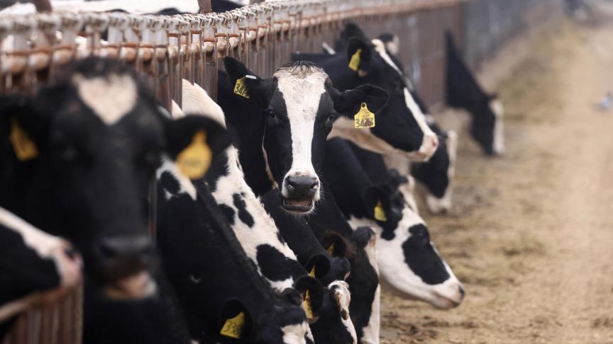 Het aantal melkkoeien in de VS werd opnieuw fors naar boven bijgesteld.