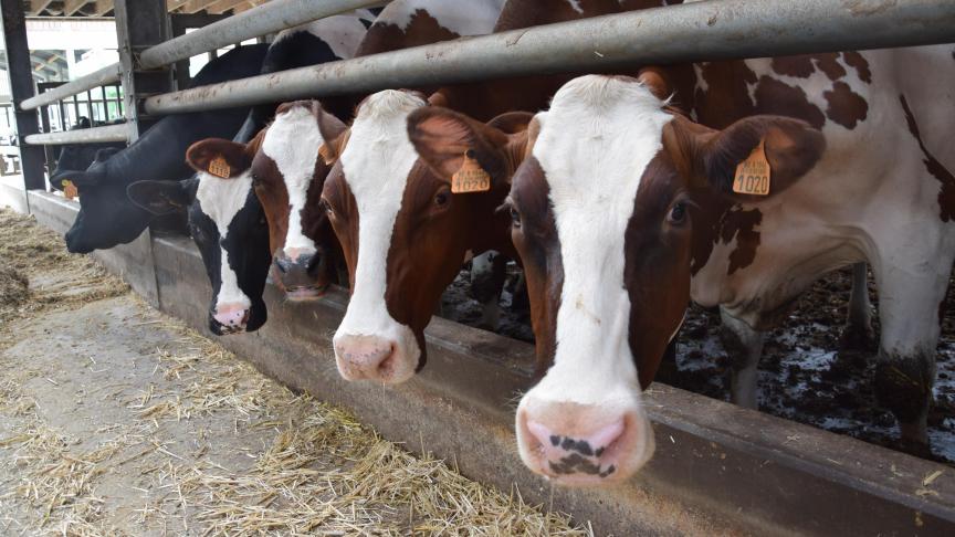 Alle rundveehouders moeten tegen het eind van dit jaar de stikstofuitstoot van hun bedrijf met 5% terugdringen.